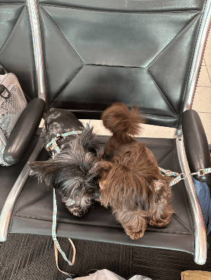 Pups rest between flights. 