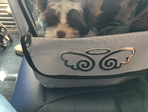 Puppy ready to fly with nanny Cheryl