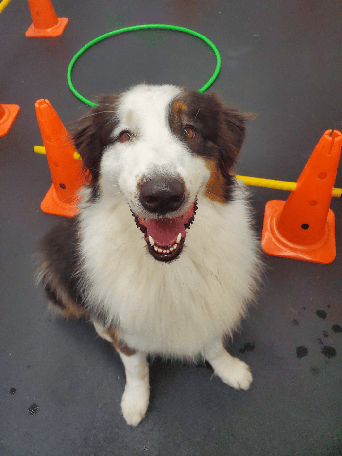 Trace, my Australian Shepard