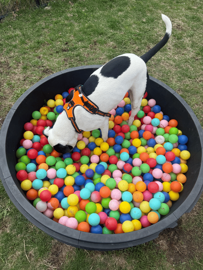 My shelter friend Enero (now adopted) doing sniff work in the ball pit.