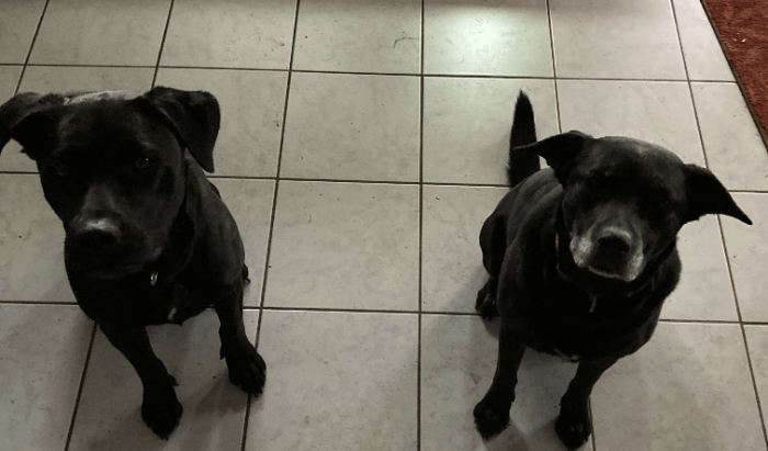My lab mixes Millie (left) and Pepper (right)