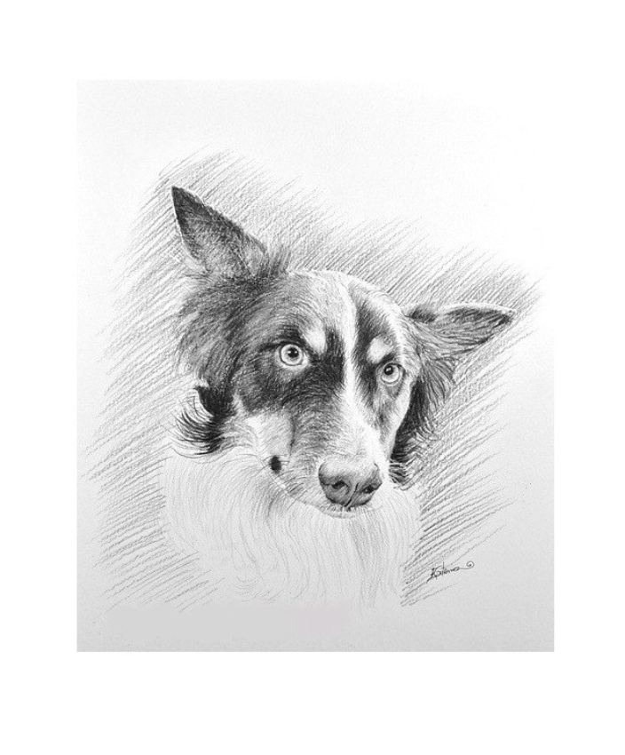 a dog pet