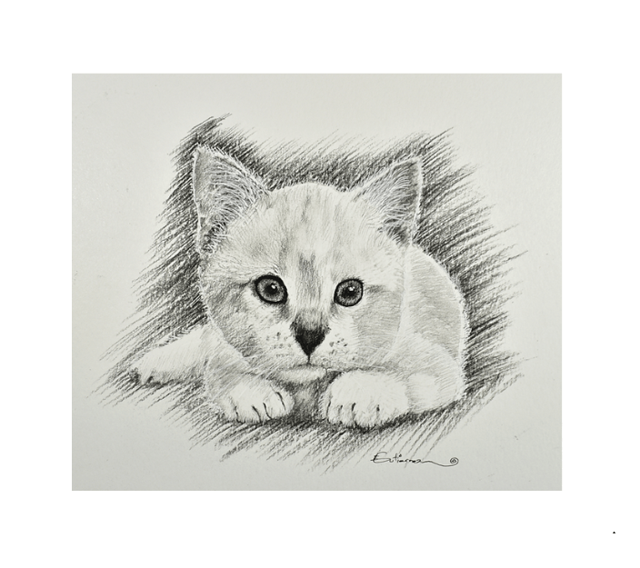 Kitten