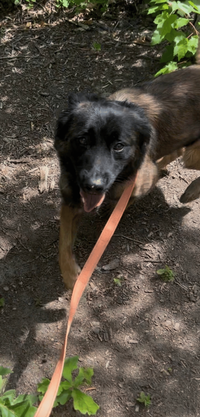 Loose Leash Walking