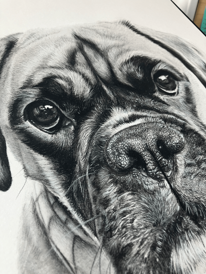 Closeup of Charcoal portrait of Fientje, Boxer