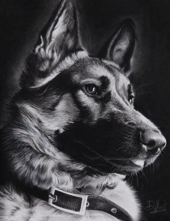 Charcoal Portrait of Chief, German Shepherd