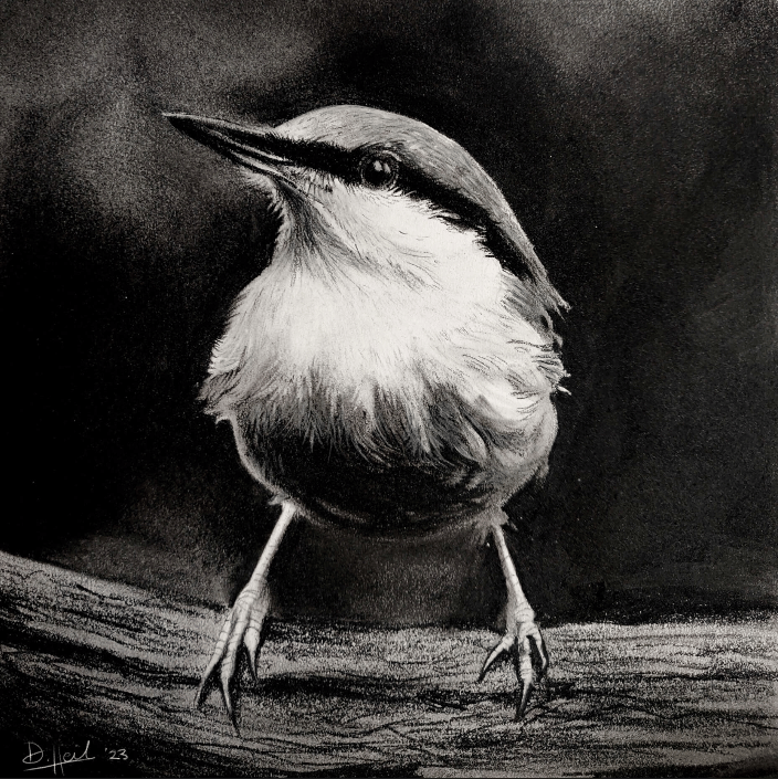 Charcoal portrait of a Nuthatch