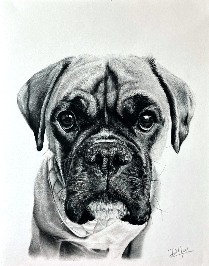 Charcoal Portrait of Fientje, Boxer