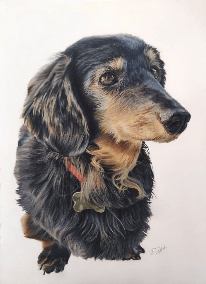 Pastel Portrait of Winston, Dachshund
