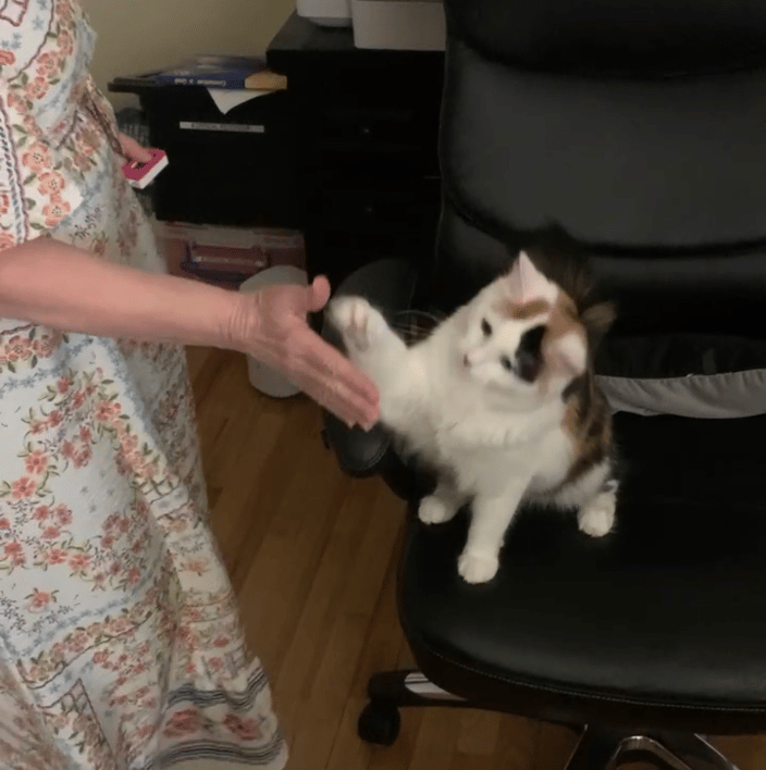 A cat learning High Five