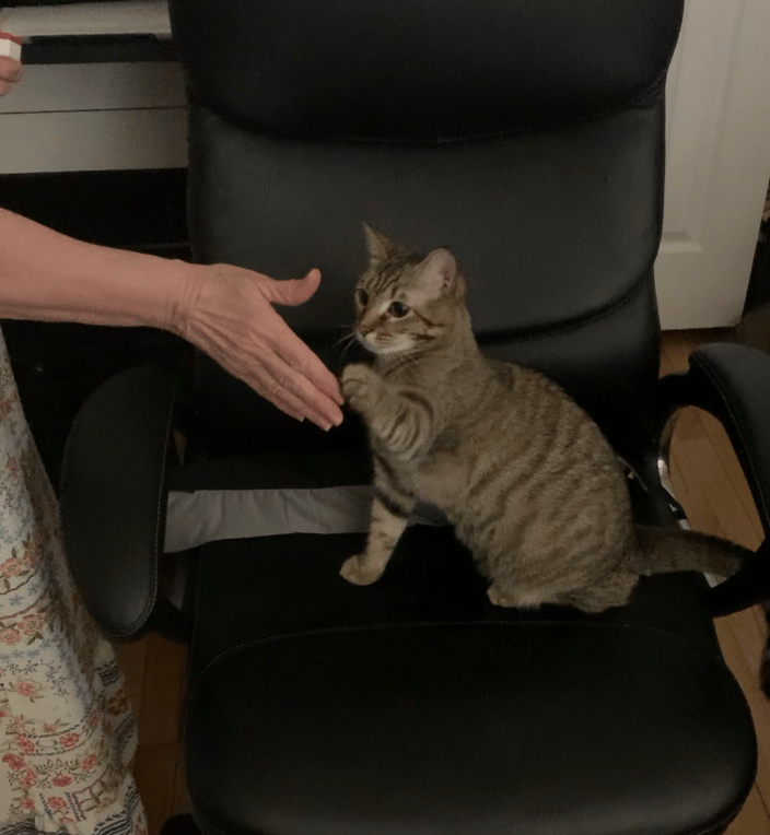 Training B Cat High Five