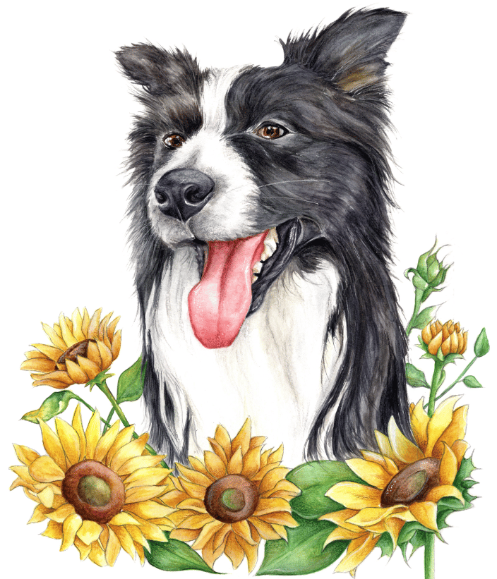 sheepdog