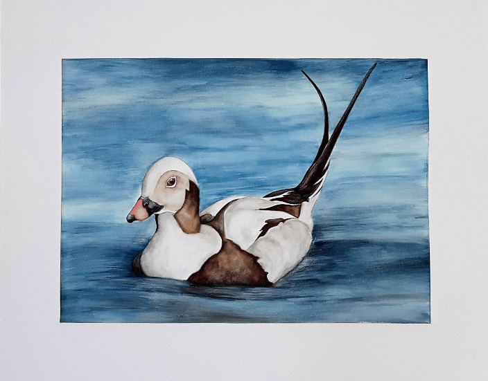long tailed duck