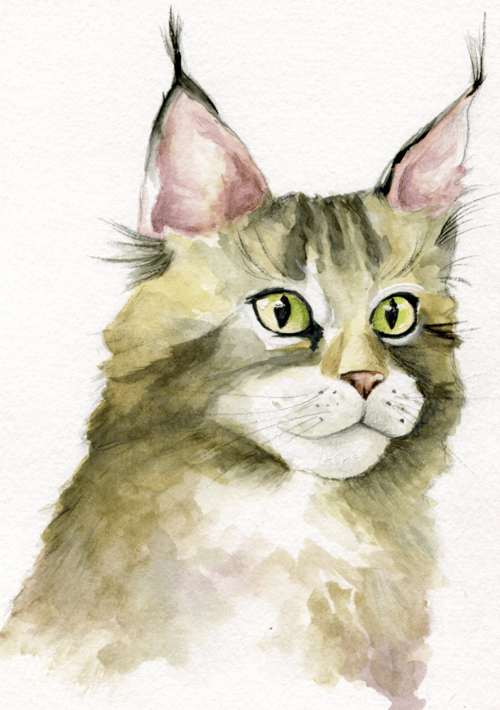Maine Coon Cat