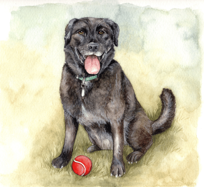 black lab