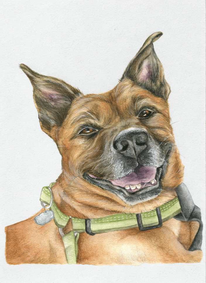 brown dog green collar