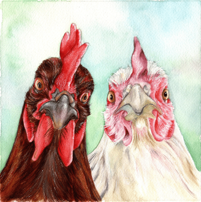 brown hen white hen