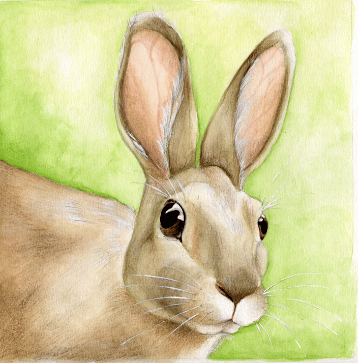 hare