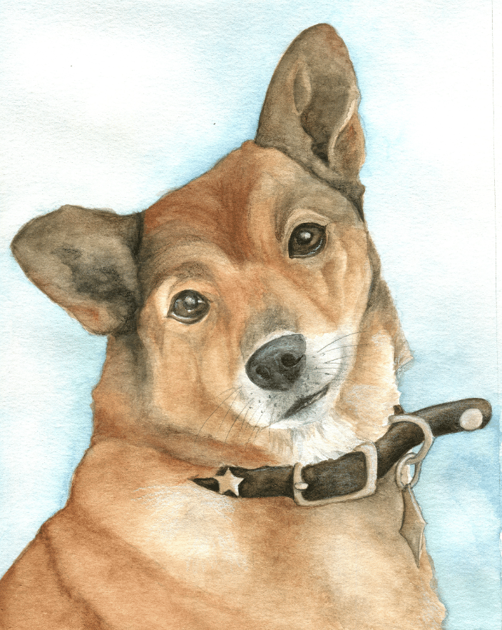 small brown dog with collar