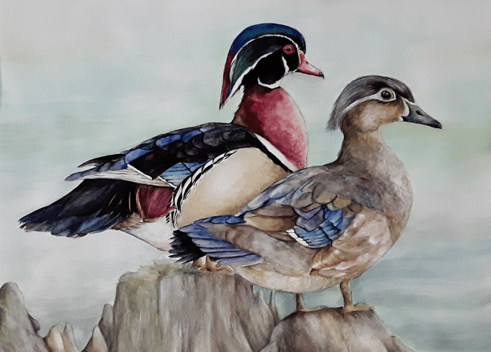 wood ducks