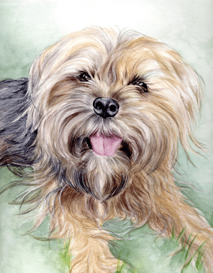 yorkshire terrier