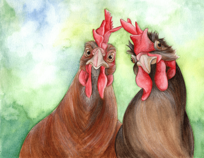 two brown hens