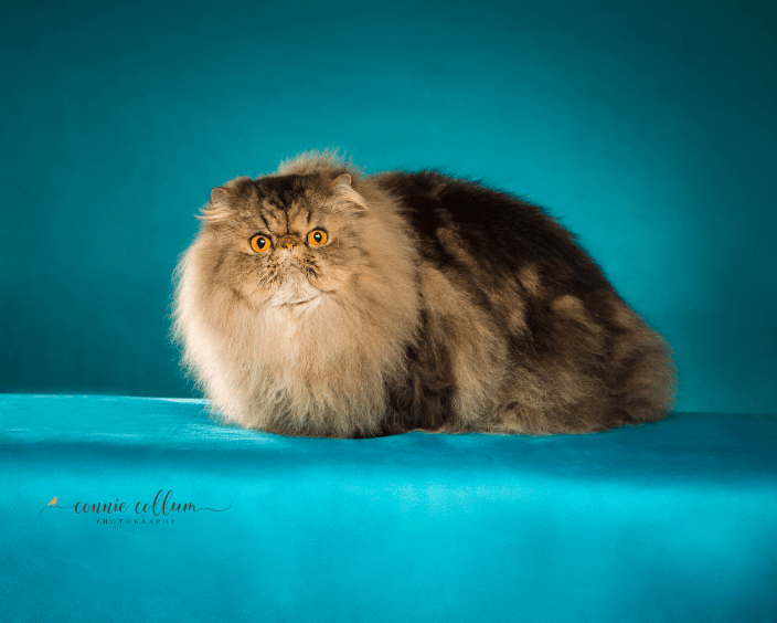 Persian Cat