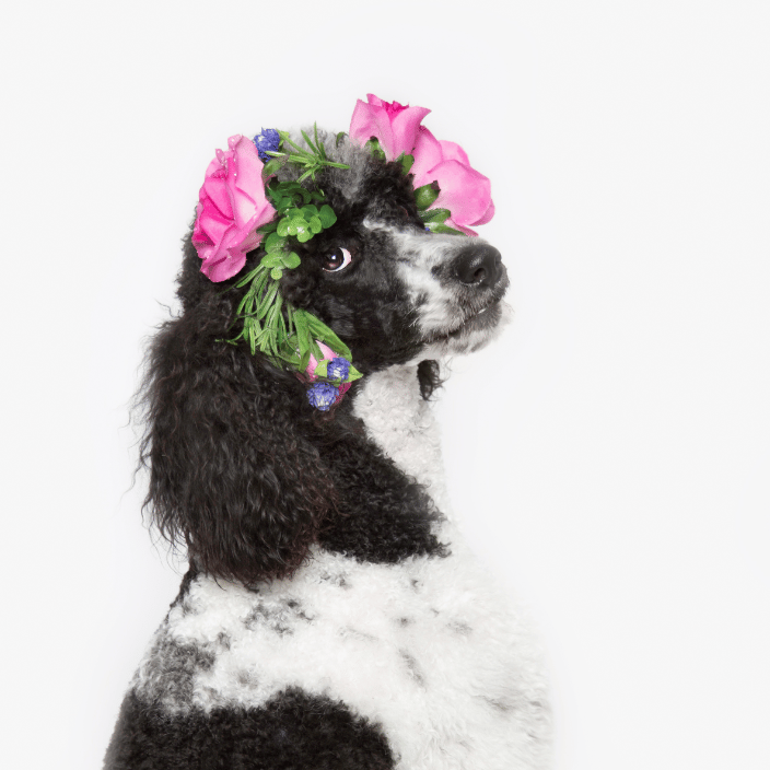 Standard Poodle with flower crown