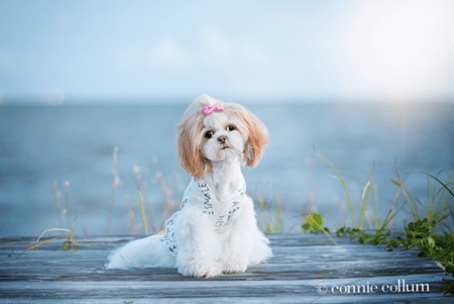 Shih Tzu on the Beach