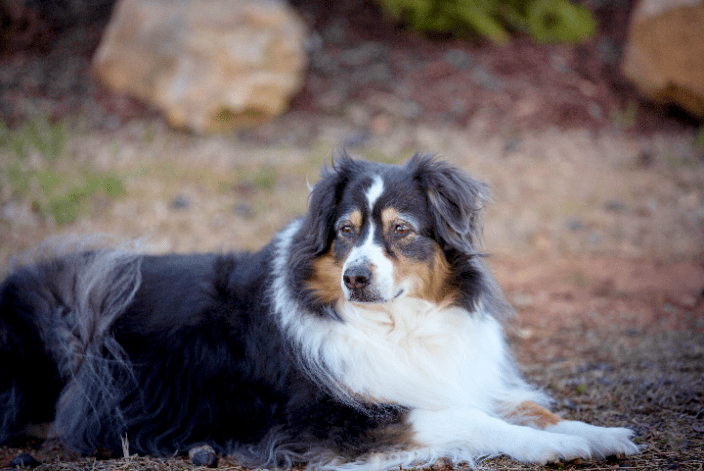 Australian Shepherd  