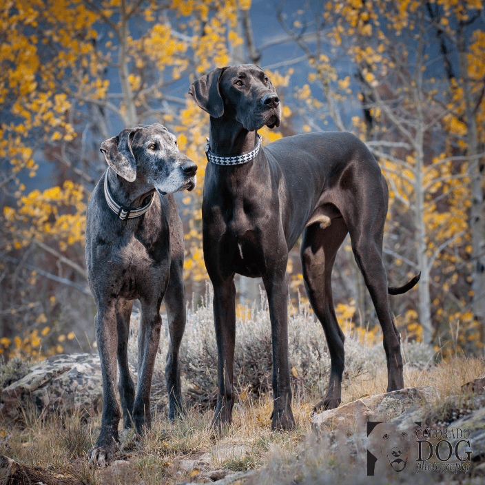Great Danes