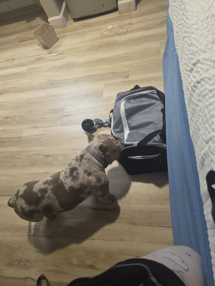 This is Krome at the hotel. He was my first adventure as I helped him get home to his owner after a big move