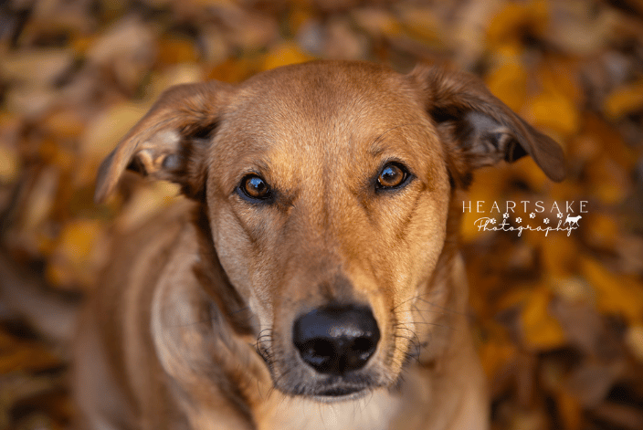 My dog Clay 