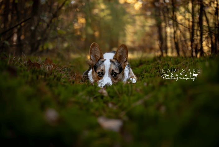 Corgi