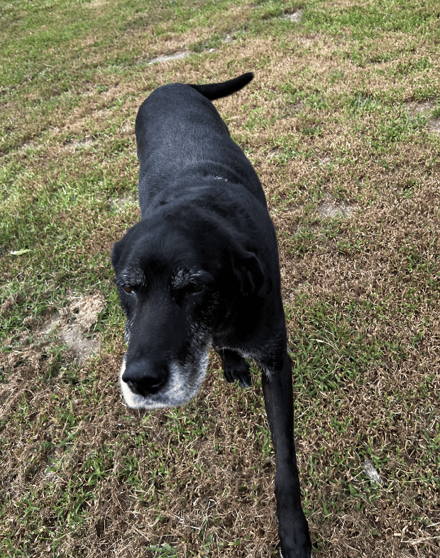 Senior Labrador with arthritis after a Reiki session