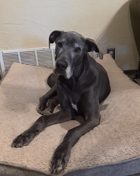 Senior Great Dane Distance Reiki and Animal Communication client, OKC