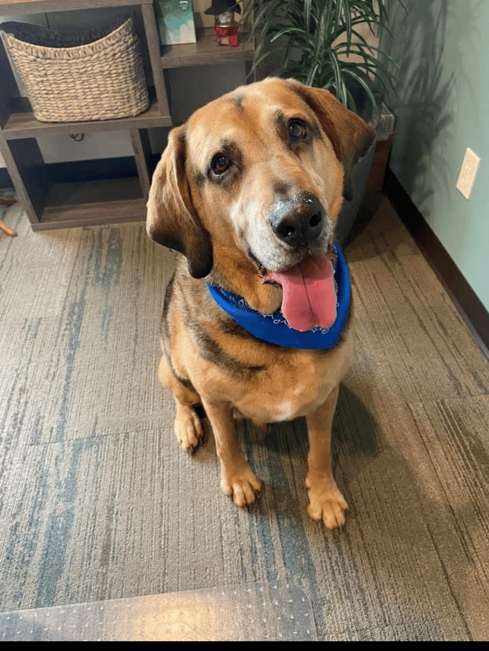 Senior Bloodhound Distance Reiki Client, NE OK