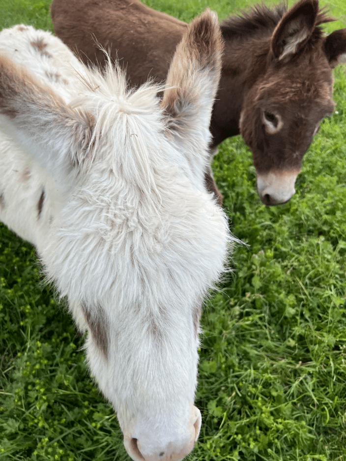 Miniature Donkeys, Animal Communication 