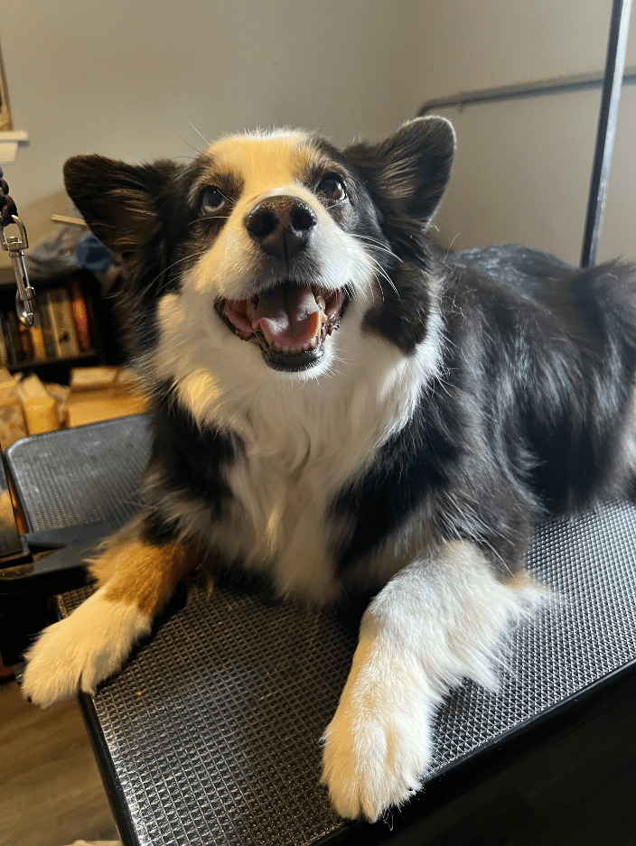 Miniature Aussie, Reiki sessions help calm him for grooming and support his chronic pain