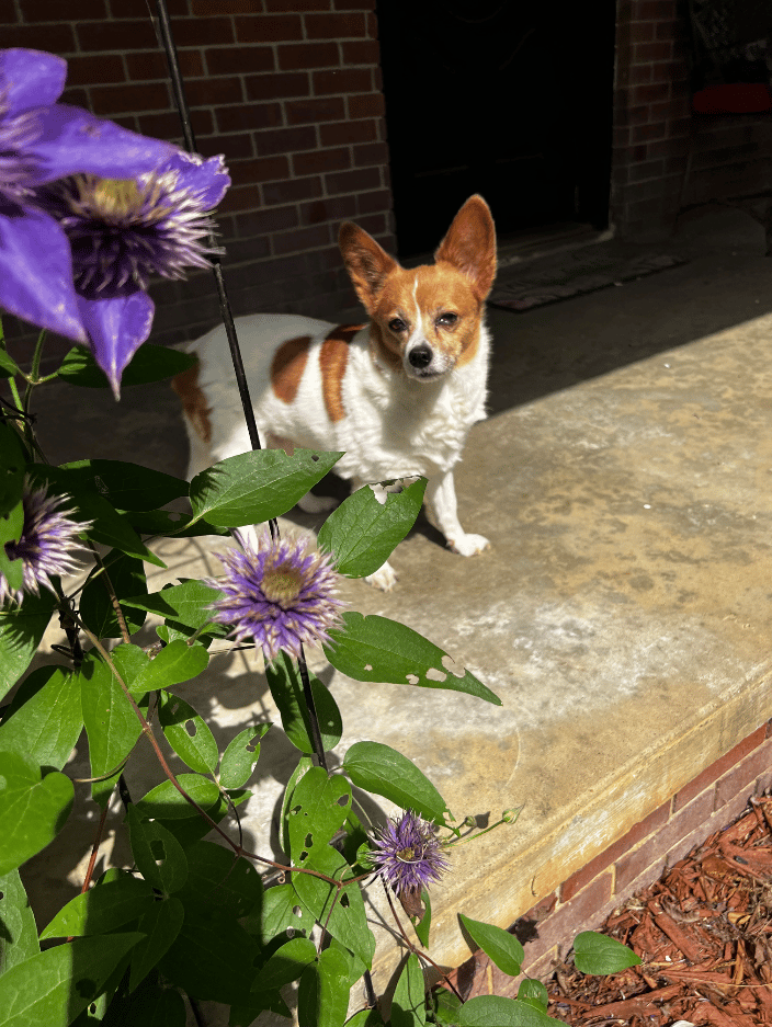 Senior Papillion mix, Distance Reiki for Canine Cognitive Decline, chronic pain, pulmonary condition NE OK