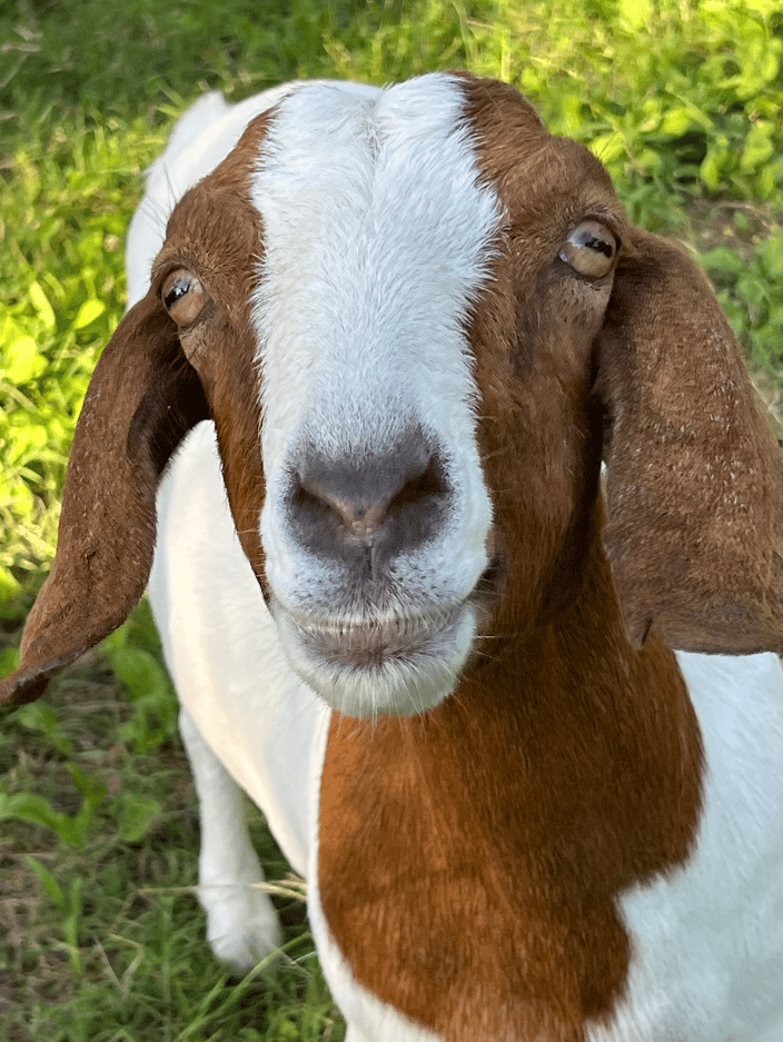 This goat might not look shy, but her whole family is spooked by people inside the pasture - Distance Reiki is extra perfect for sensitive animals!