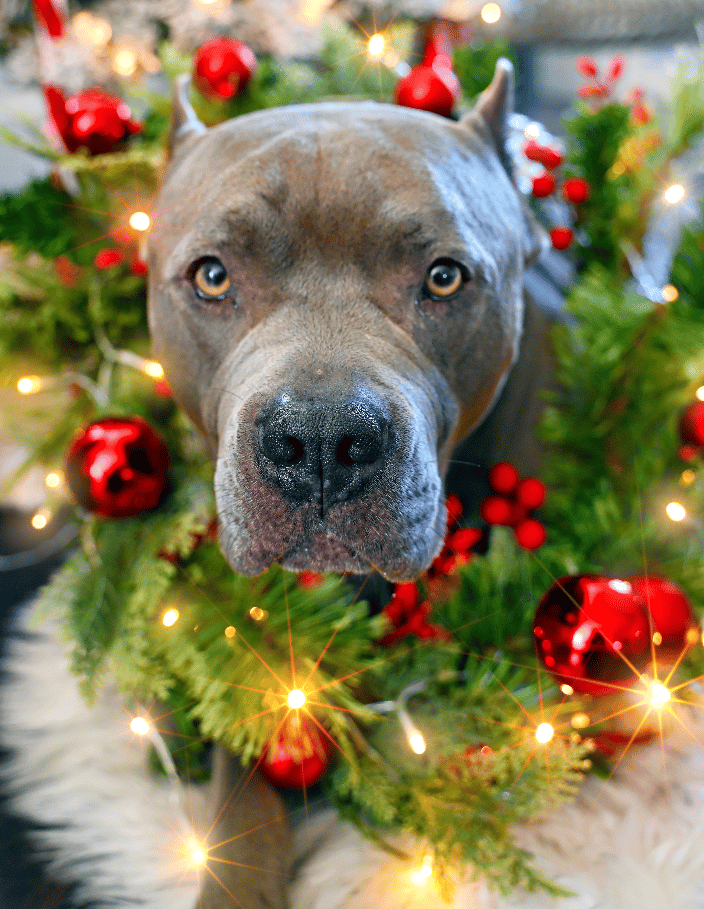 Santo - Christmas