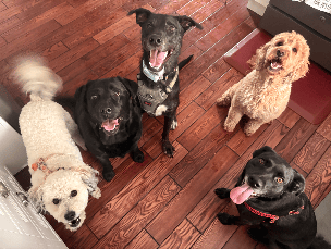 Dog sitting 