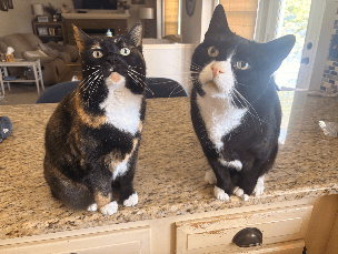 Cat sitting 