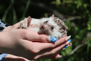 Exotic Pet sitting 