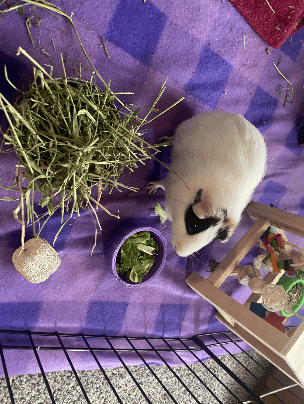 Small animal petsitting