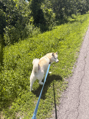 Dog walking 