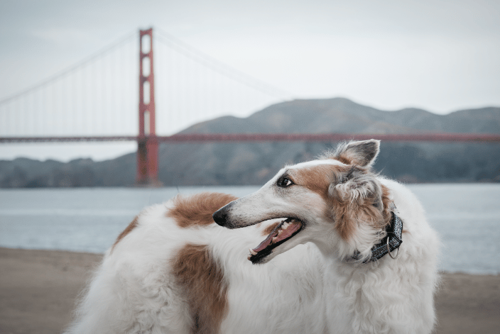 Gambit the Borzoi at Chrissy Field Beach in San Francisco