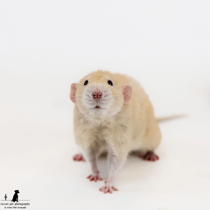 Photograph of a rat looking at the camera on a white background.