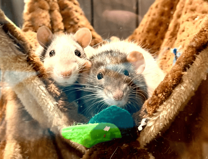 two domestic rats